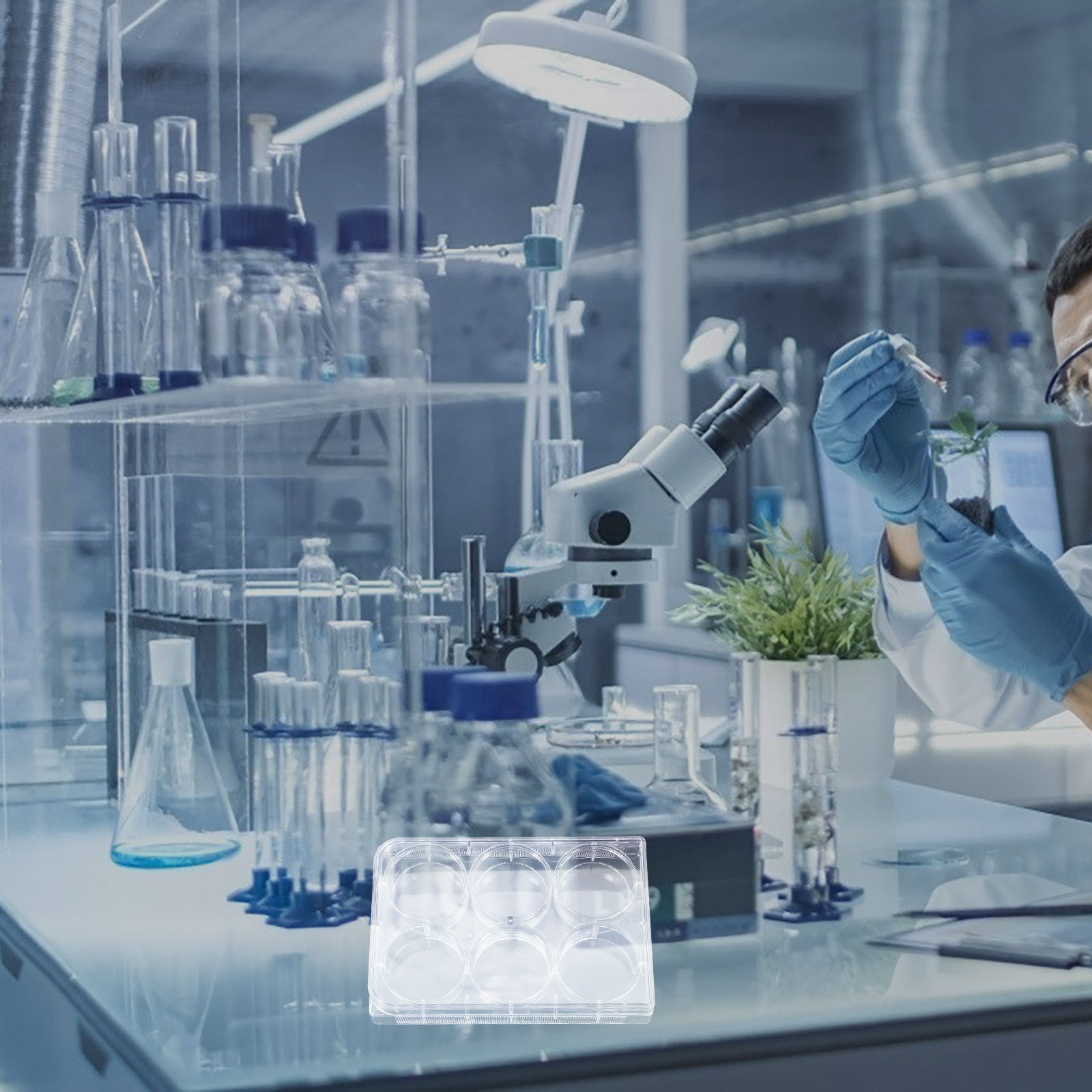 Lab Equipment - صينية زراعة الأنسجة ذات 6 فتحات،